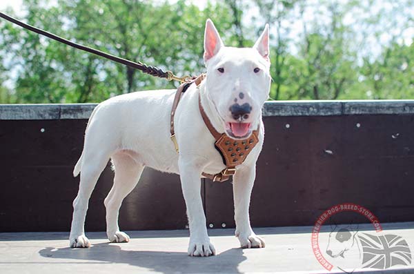 Studded English Bullterrier puppy harness