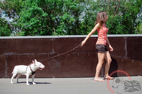 Training English Bullterrier puppy harness