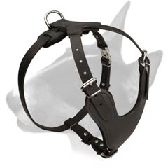 Bull Terrier harness for daily use
