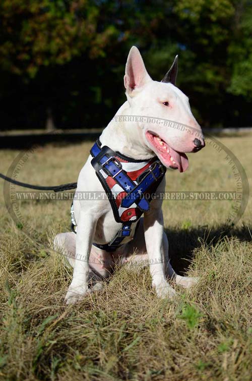 Professional training dog harness