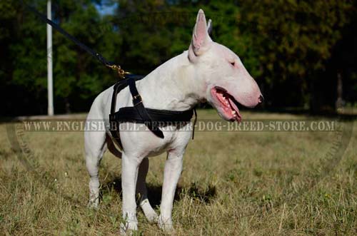 Leather dog harness for daily use