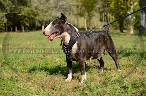 Bull Terrier dog wearing agitation harness