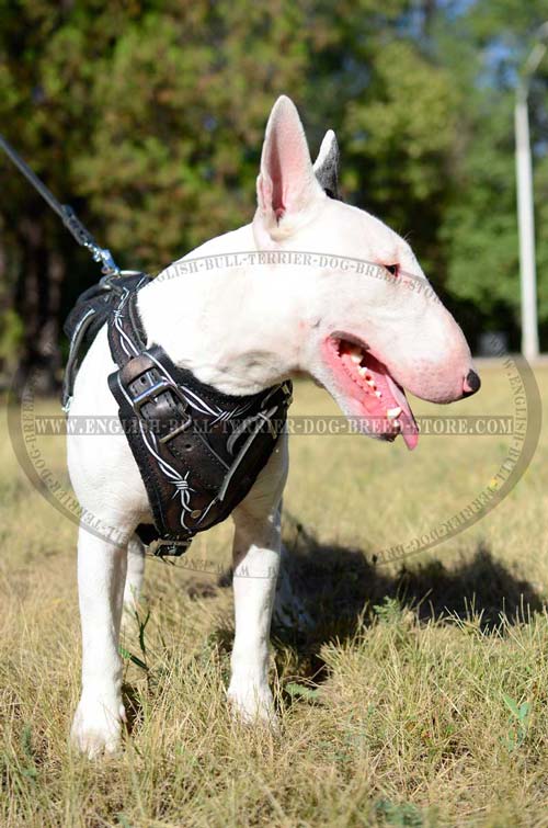 Dog harness with wide chest plate