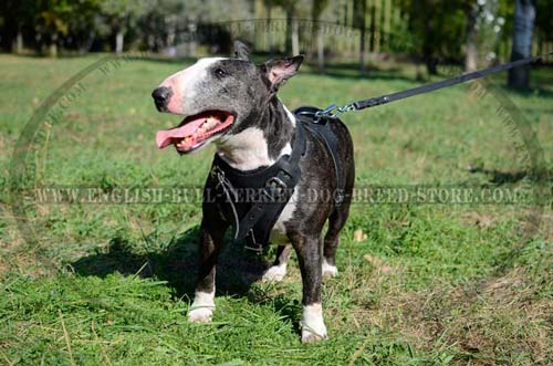Bull Terrier dog wearing training harness