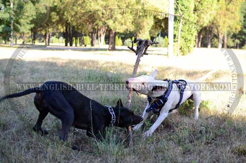 Properly harnessed Bull Terrier dog