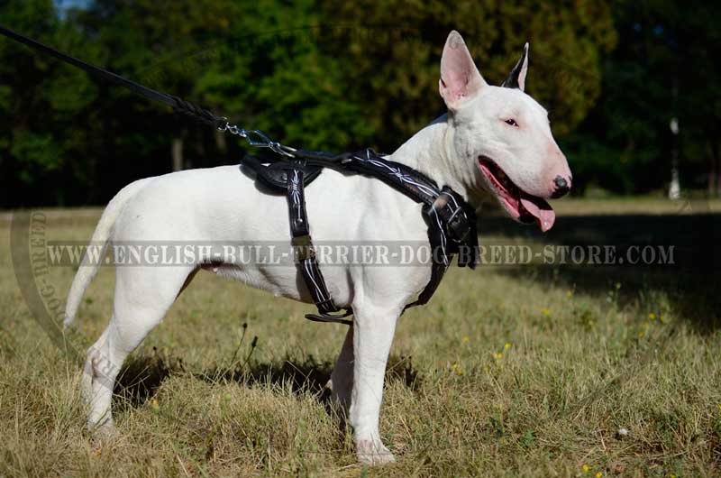 best harness for bull terrier