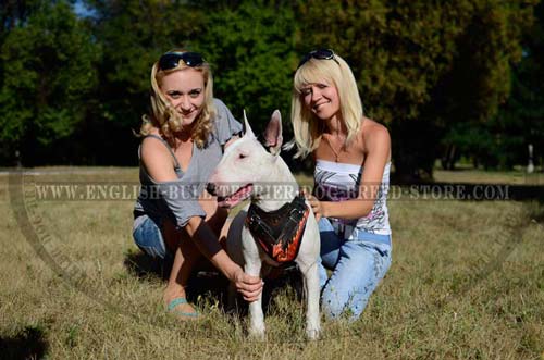 Properly harnessed Bull Terrier dog