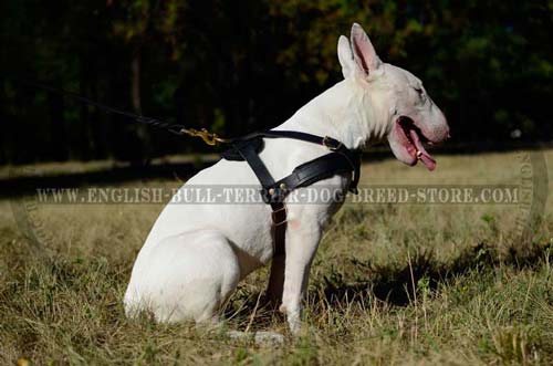 Bull Terrier wearing pulling harness