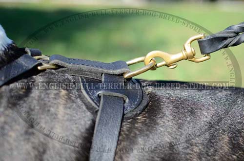 Daily harness for Bullterrier