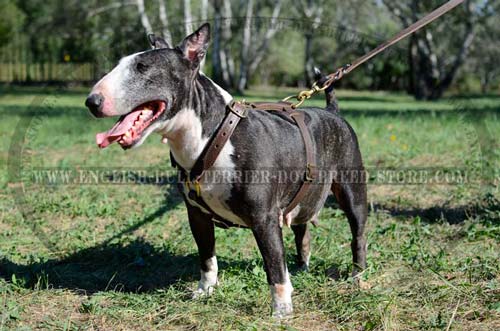 Leather dog harness for daily use