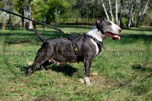 Leather dog harness for tracking