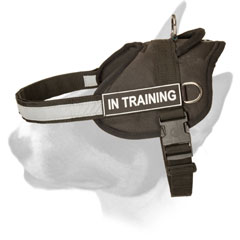 Multi-task nylon Bull Terrier harness