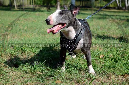 Leather dog harness spikes decorated