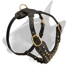 Leather dog harness for english bull terrier