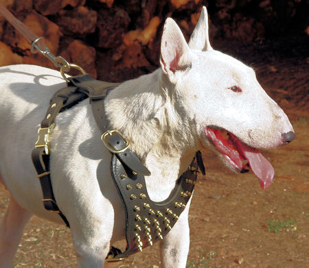 best harness for bull terrier