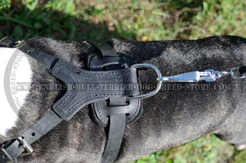 Bull Terrier harness with stitching