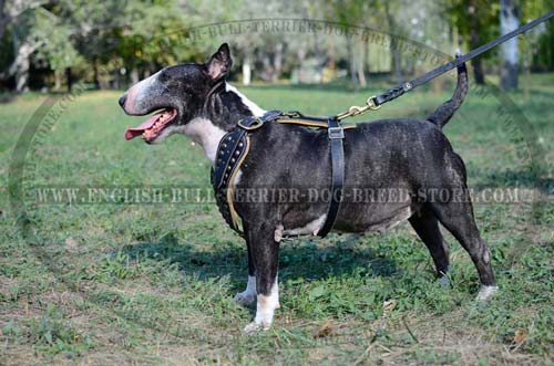 Leather studded harness on Bull Terrier dog