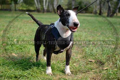 Bull Terrier wearing leather harness