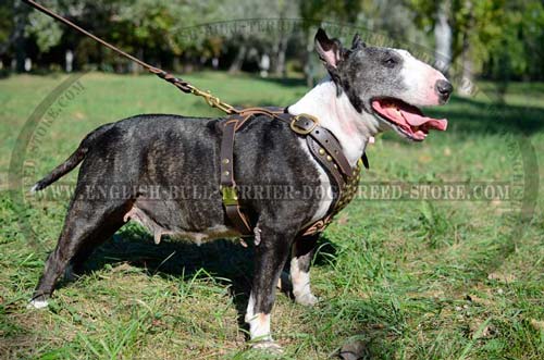 Leather dog harness for daily walking