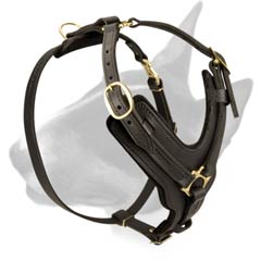 Leather Bullterrier harness for walking