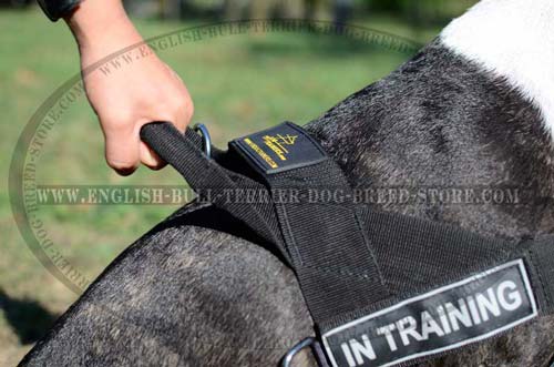 All-weather Bull Terrier dog harness