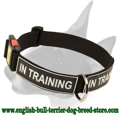 Any Weather Nylon Bull Terrier Collar For Training