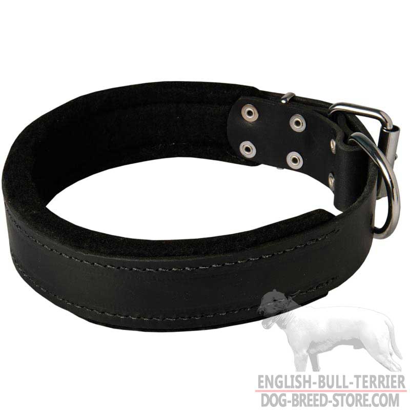 Felt Padded Leather Bull Terrier Collar for Effective Training