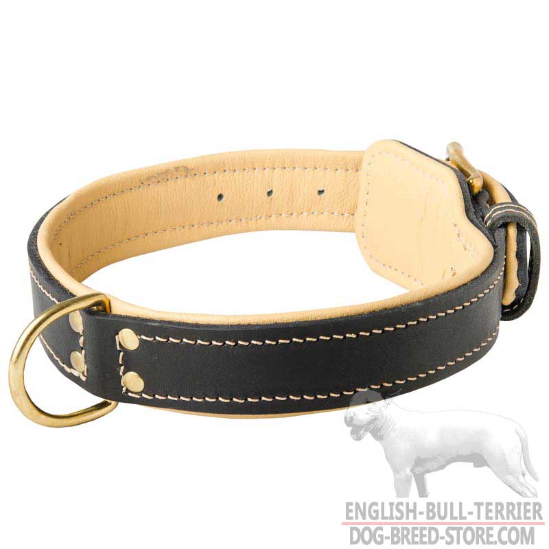 Handmade Padded Leather Bull Terrier Collar