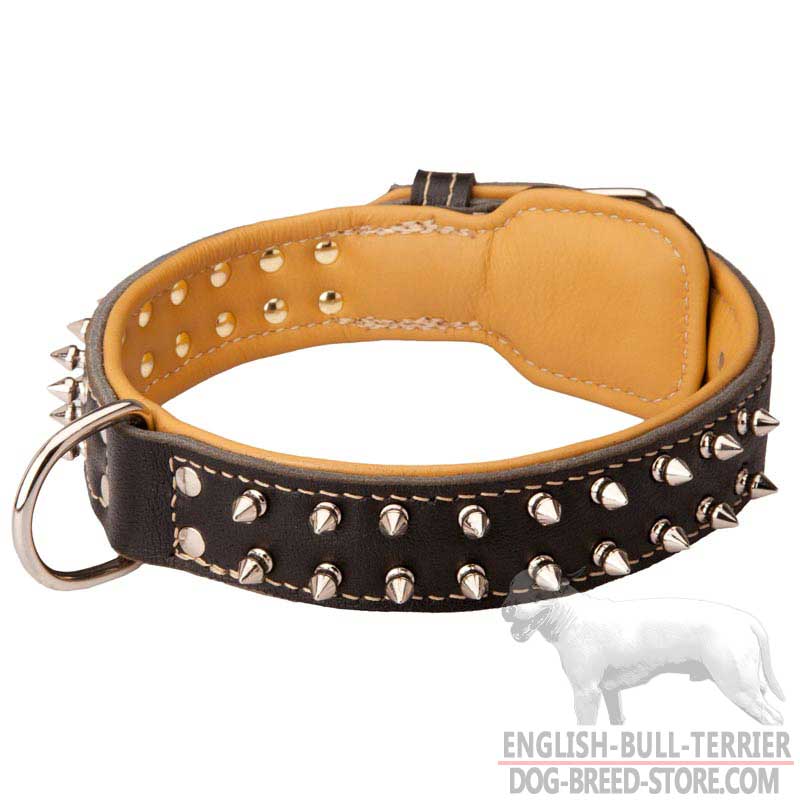 Nappa Padded Leather Bull Terrier Collar with Nickel Plated Spikes