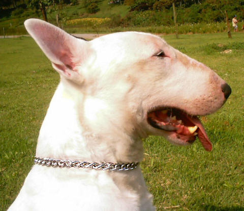 Smooth English Bull Terrier Choke Collar