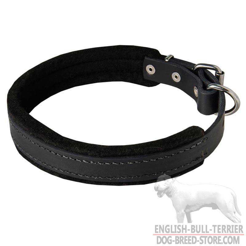 Training Leather Bull Terrier Collar With Felt Padding - Click Image to Close