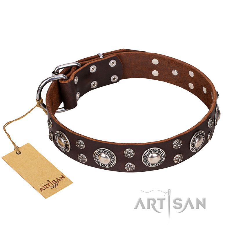 'Age of Beauty' FDT Artisan Incredible Studded Brown Leather English Bull Terrier Collar