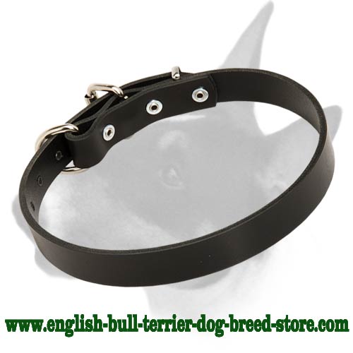 Buckled Leather Bull Terrier Collar for Everyday Activities