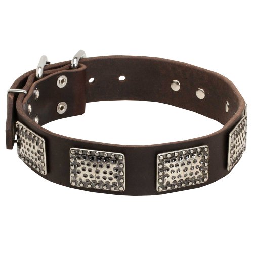 English Bull Terrier Leather Dog Collar Decorated with Gorgeous Massive Nickel Plates