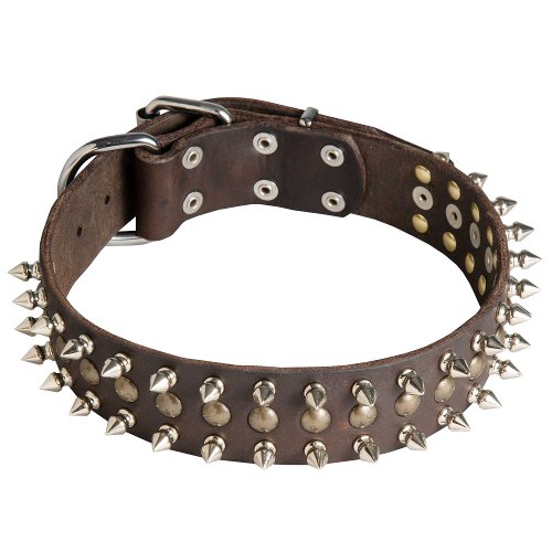 English Bull Terrier Leather Dog Collar With Spikes and Studs