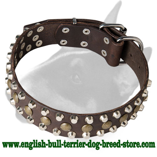 English Bull Terrier Riveted Full Grain Leather Dog Collar with Decorations