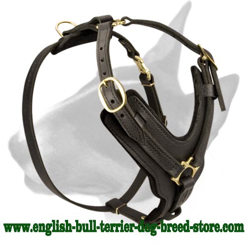 Exclusive Padded Designer Leather Bull Terrier Harness