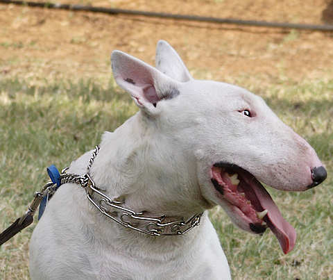 Smooth English Bull Terrier Pinch Collar