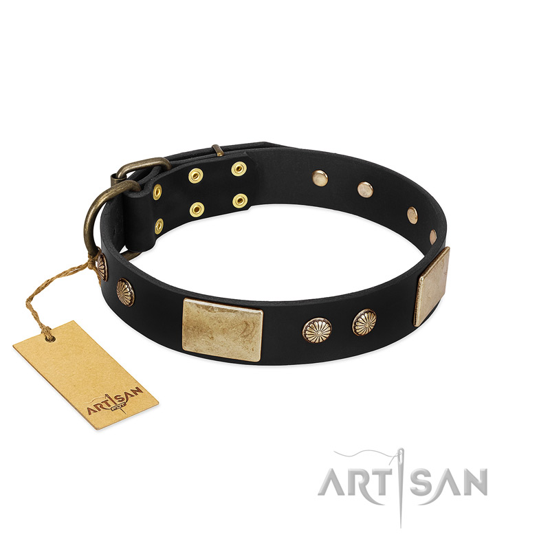 "Antique Gloss" FDT Artisan Black Leather English Bull Terrier Collar with Bronze-like Plates and Small Studs