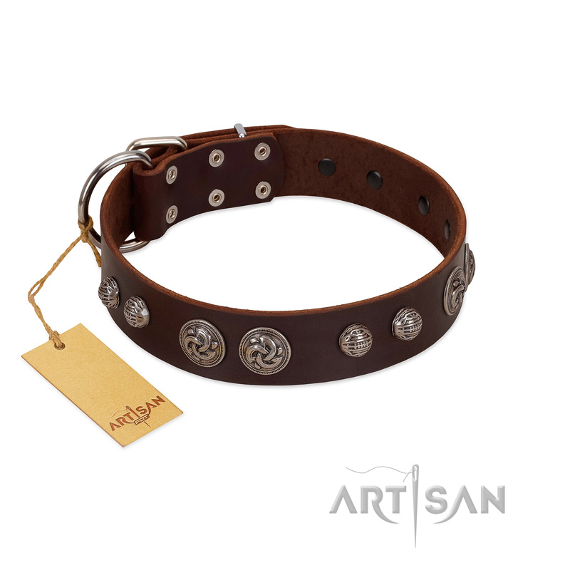 "Choco Brownie" FDT Artisan Brown Leather English Bull Terrier Collar Adorned with Silver-Like Conchos