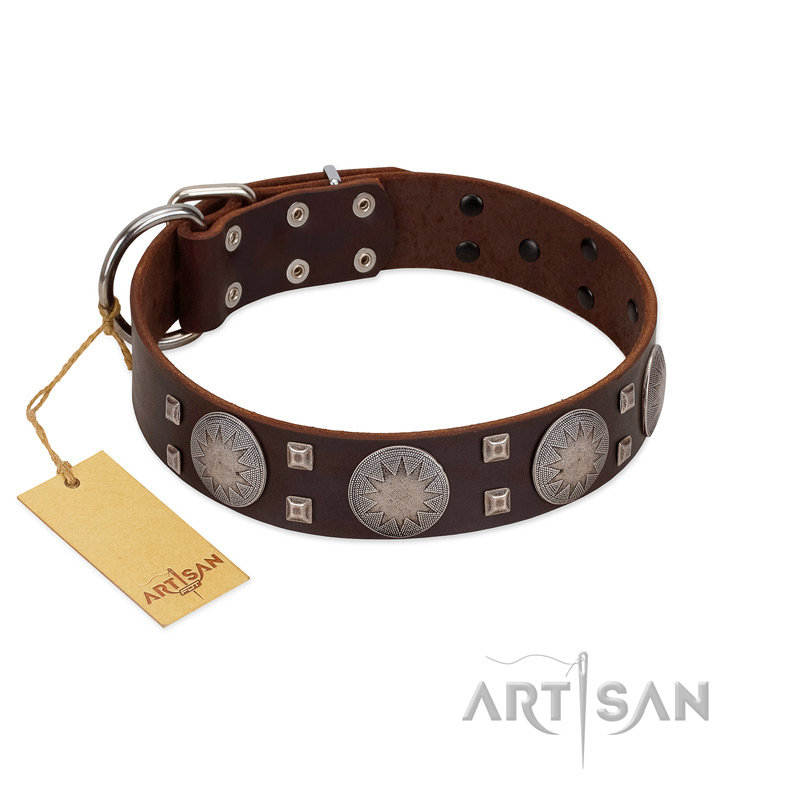 "Sun in Barchans" Modern FDT Artisan Brown Leather English Bull Terrier Collar with Engraved Stars on Round Plates and Studs