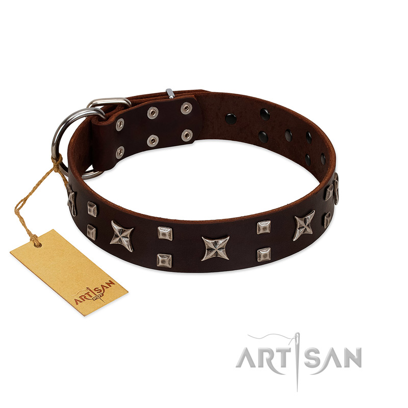"Bigwig Woof" FDT Artisan Brown Leather English Bull Terrier Collar with Chrome Plated Stars and Square Studs