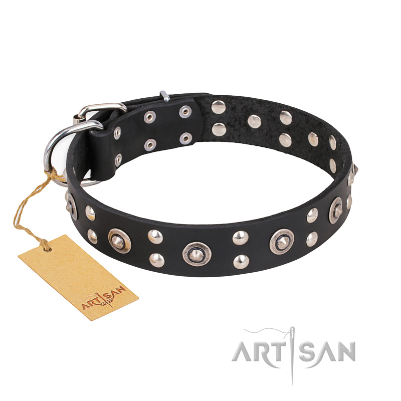 "Refined Essence" FDT Artisan Black Leather English Bull Terrier Collar with Silvery Studs
