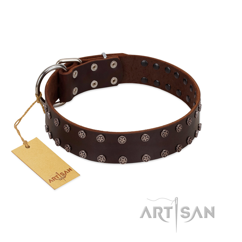 "Star Party" Handmade FDT Artisan Brown Leather English Bull Terrier Collar with Silver-Like Studs