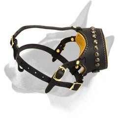 English Bull Terrier muzzle of natural leather