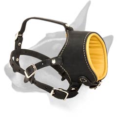 Bull Terrier Muzzle for daily use