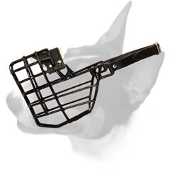 Winter muzzle for Bull Terriers