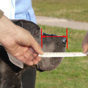 How to measure your Bull Terrier step 1