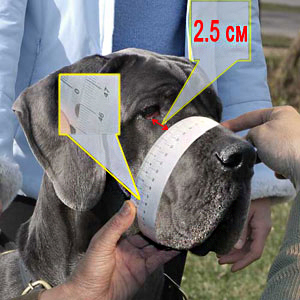 How to measure your Bull Terrier step 2