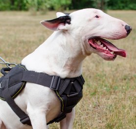 Birth of the "Bull and Terrier" breed